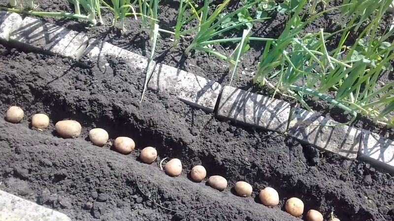 What should be the depth of planting potatoes, what does it depend on and what does it affect?
