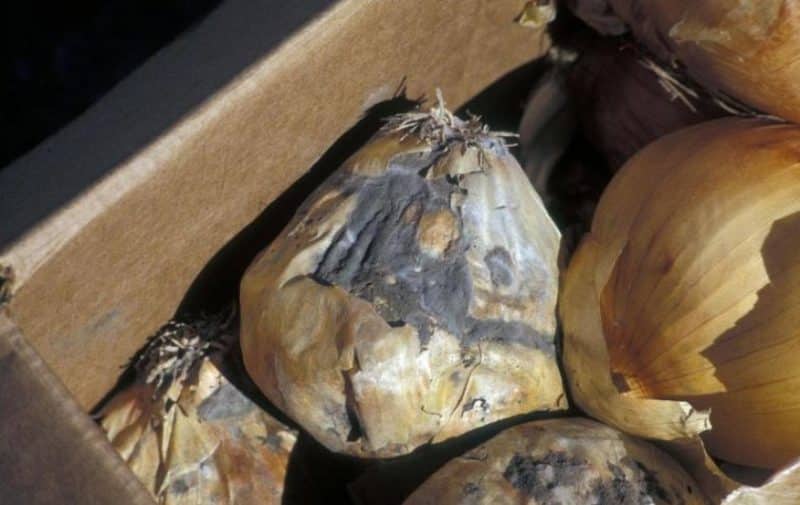 What to do if onions rot during storage and in the garden