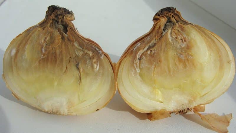What to do if onions rot during storage and in the garden