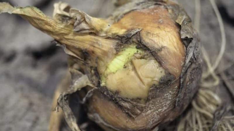What to do if onions rot during storage and in the garden