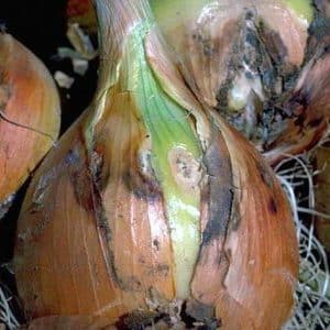 What to do if onions rot during storage and in the garden