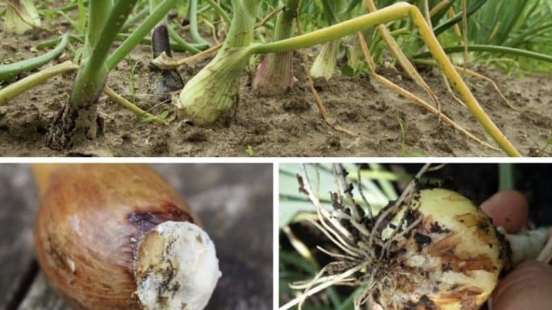 What to do if onions rot during storage and in the garden