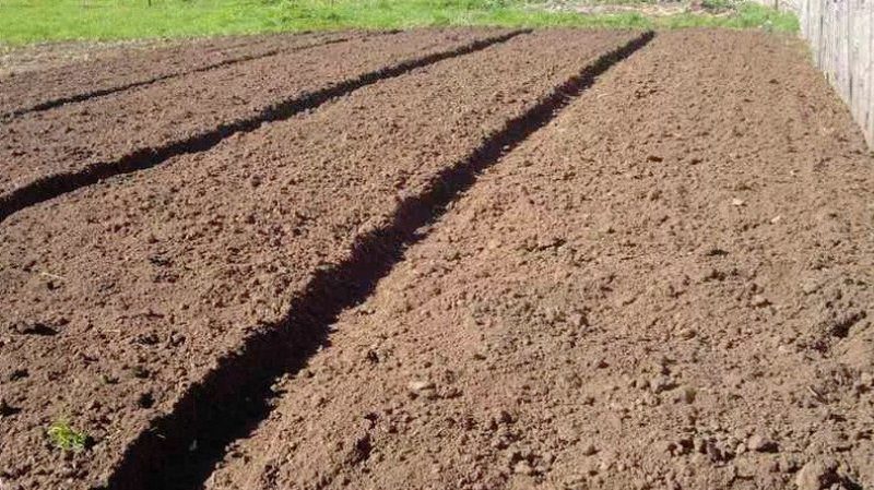 Preparing the soil for planting potatoes: what soil acidity is needed