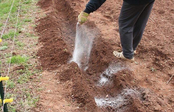 Preparing the soil for planting potatoes: what soil acidity is needed