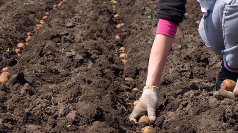 Preparing the soil for planting potatoes: what soil acidity is needed