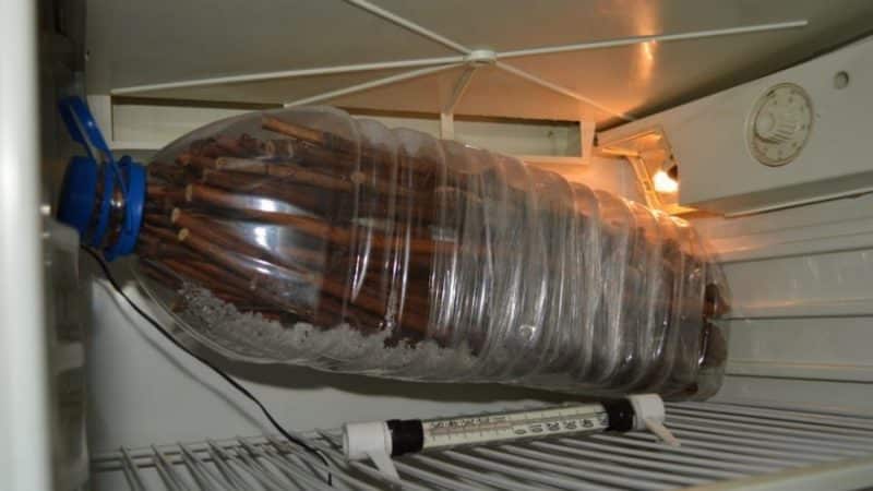 Proven methods for storing grape cuttings in winter and checking them before planting