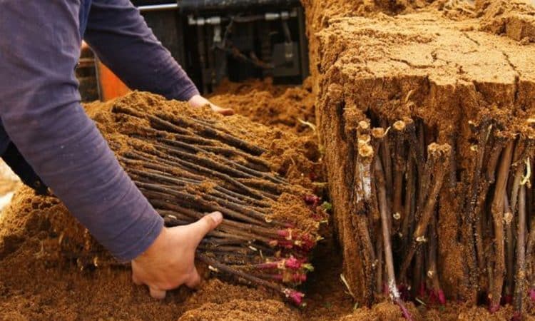 Proven methods for storing grape cuttings in winter and checking them before planting