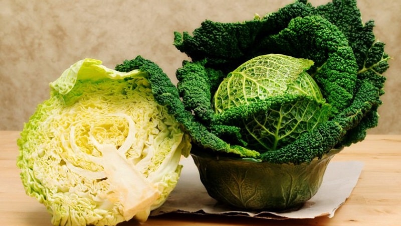 Description, cultivation, popular varieties of Savoy cabbage