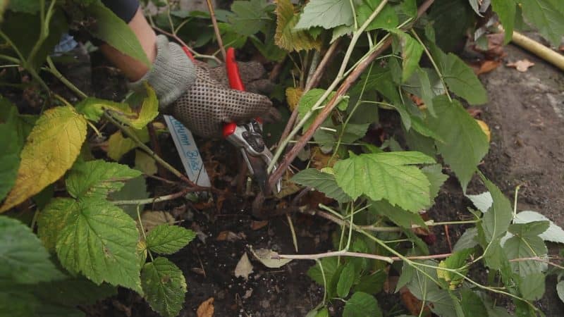 Simple and clear instructions for pruning remontant raspberries in the fall for beginners