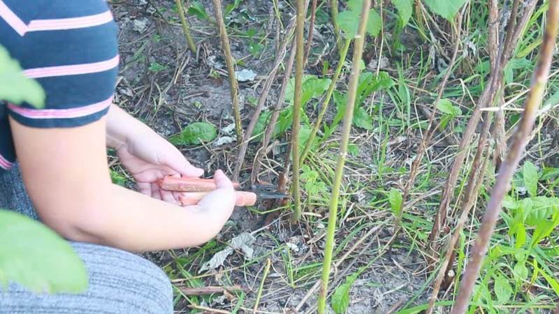 Simple and clear instructions for pruning remontant raspberries in the fall for beginners
