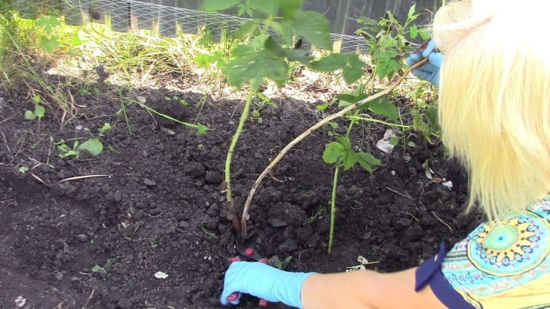 Simple and clear instructions for pruning remontant raspberries in the fall for beginners