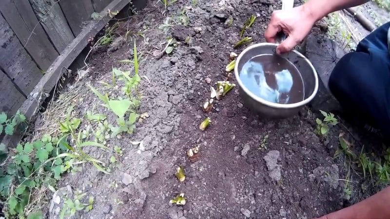 Instructions for properly growing horseradish on your own plot