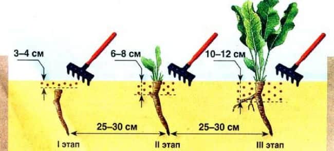 Instructions for properly growing horseradish on your own plot