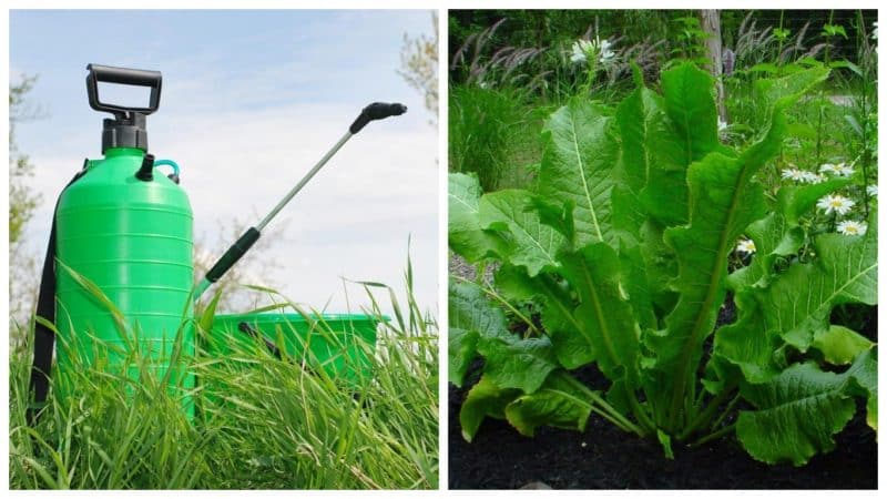 Instructions for properly growing horseradish on your own plot