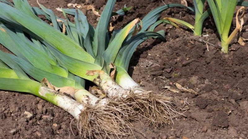 Instructions for growing leeks: planting and care in open ground before winter