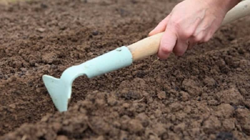 Instructions for growing leeks: planting and care in open ground before winter