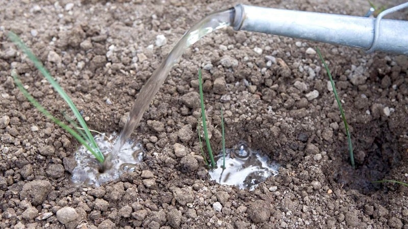 We choose fertilizer for onions in the spring and apply it correctly to get a rich harvest