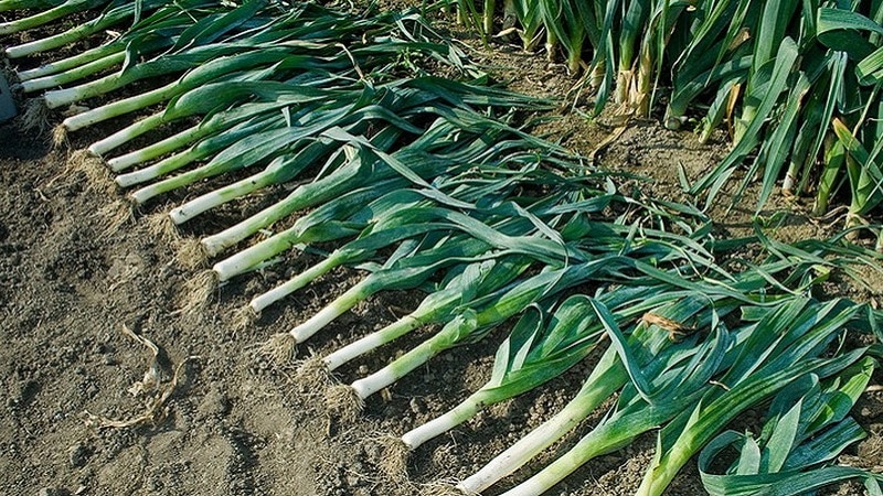 Instructions for growing leeks: planting and care in open ground before winter