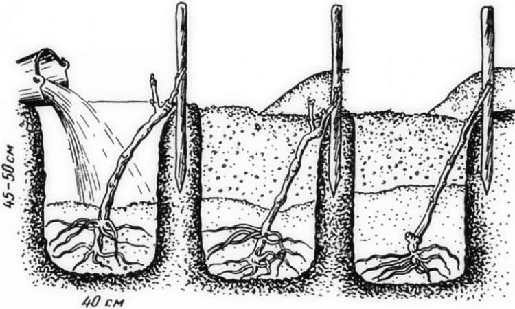 How should grapes be planted in the fall?