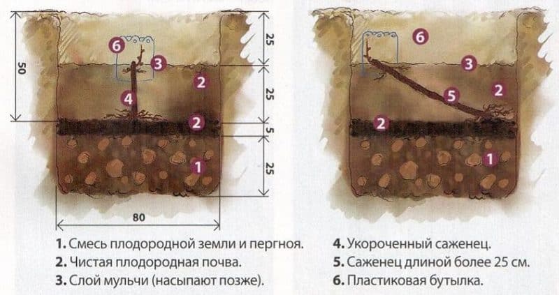 How should grapes be planted in the fall?