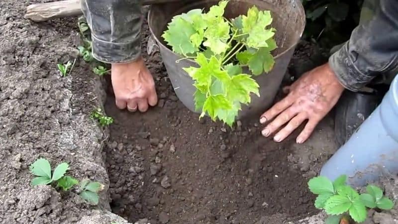 How should grapes be planted in the fall?