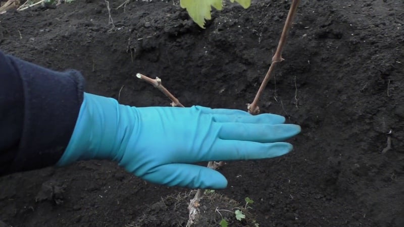 How should grapes be planted in the fall?