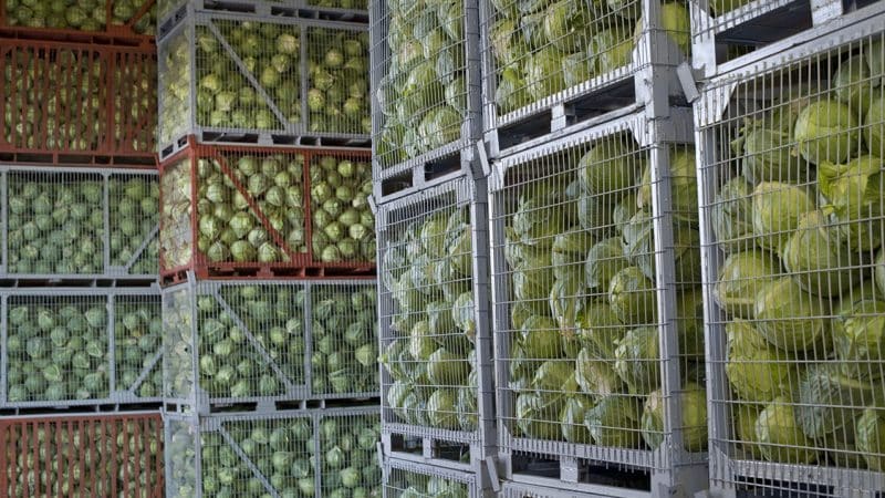 The best ways to store cabbage in the cellar in winter
