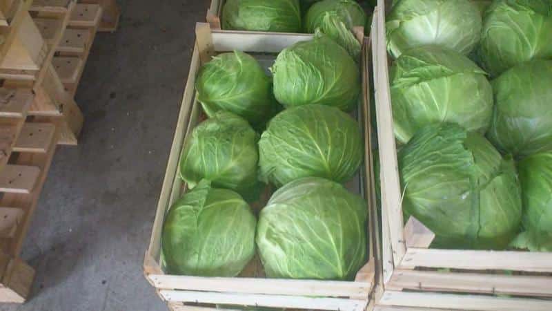 The best ways to store cabbage in the cellar in winter