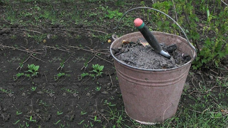 How and what to properly fertilize grapes in the fall