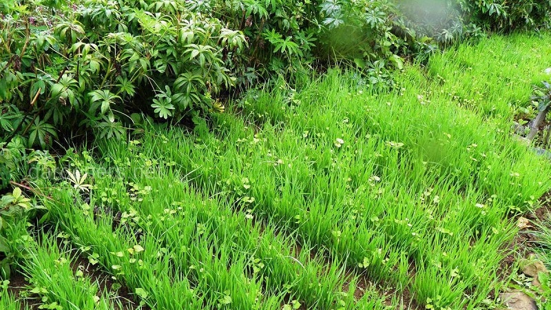How and when to mow oats as green manure