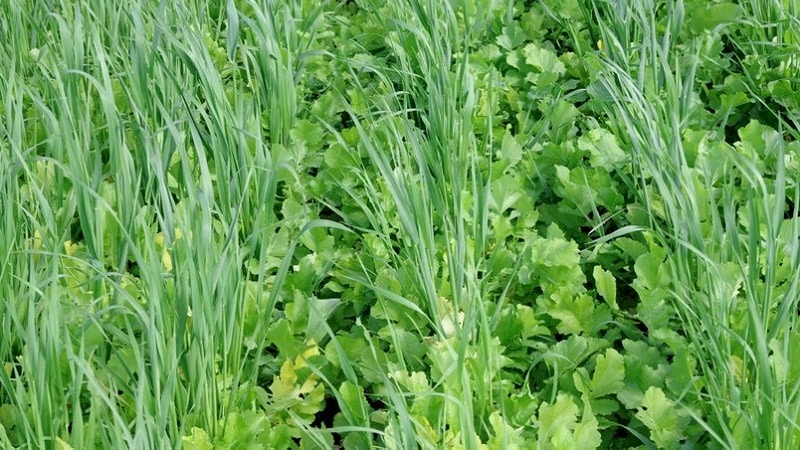 How and when to mow oats as green manure