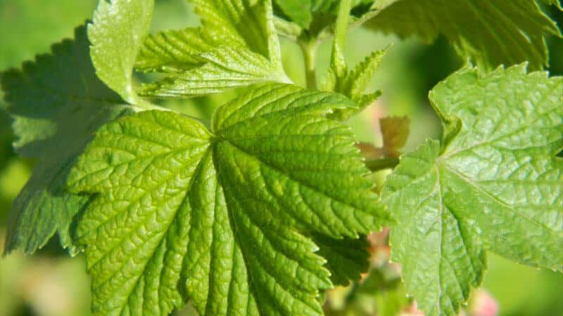 How and when to collect currant and raspberry leaves for drying for the winter