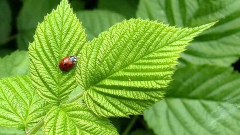 How and when to collect currant and raspberry leaves for drying for the winter