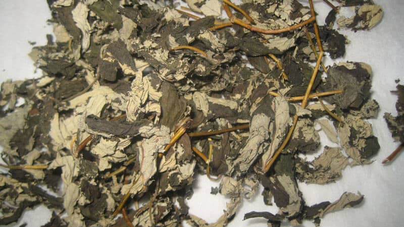 How and when to collect currant and raspberry leaves for drying for the winter