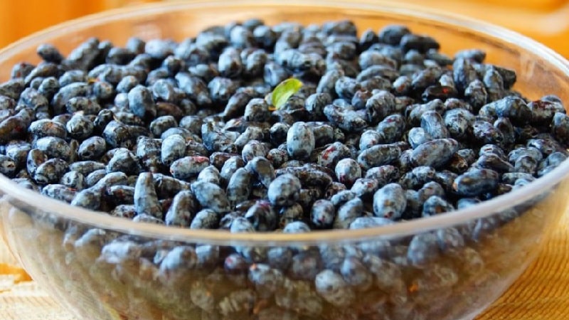 How can you freeze honeysuckle for the winter in the form of juice, puree or whole berries?