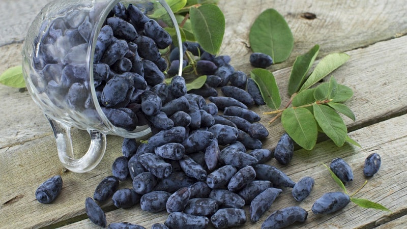 The best varieties of edible honeysuckle