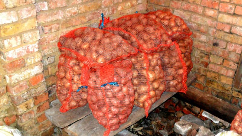 How to properly store potatoes in winter in a private house without a cellar