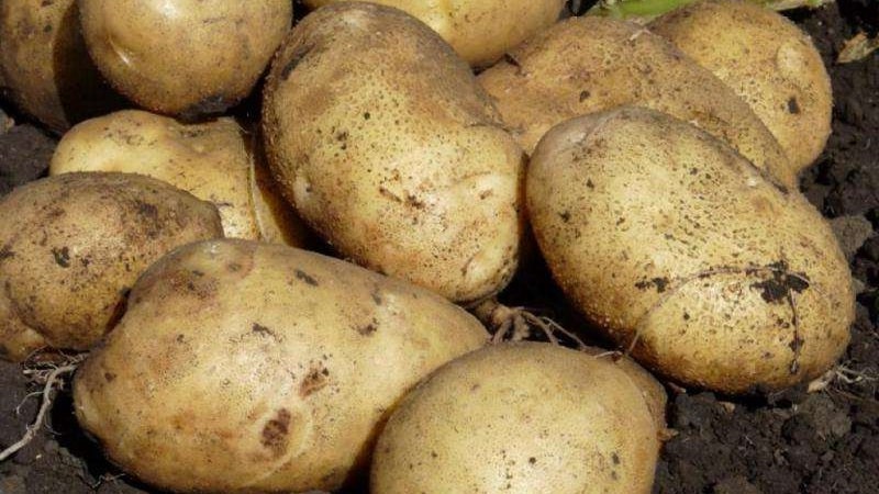 How to properly store potatoes in winter in a private house without a cellar