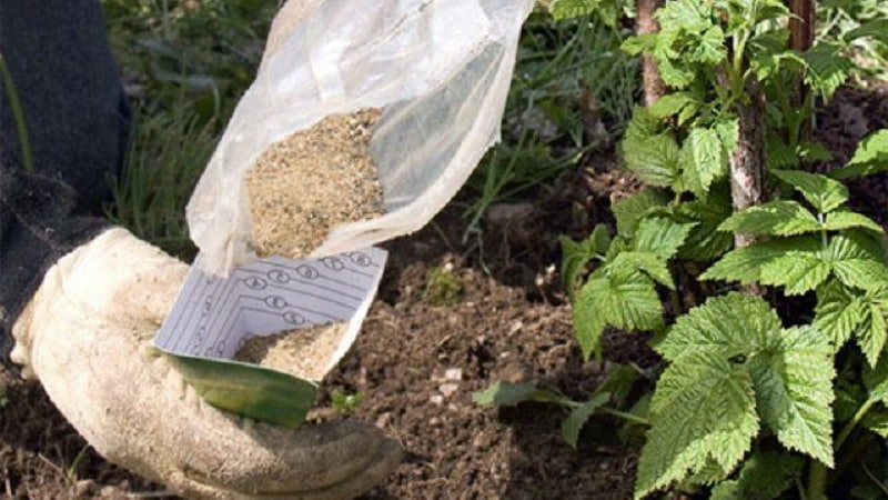 How and what to feed raspberries in the fall
