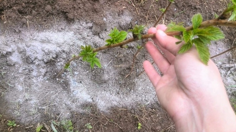 How and what to feed raspberries in the fall