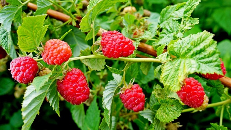 The best varieties of remontant raspberries