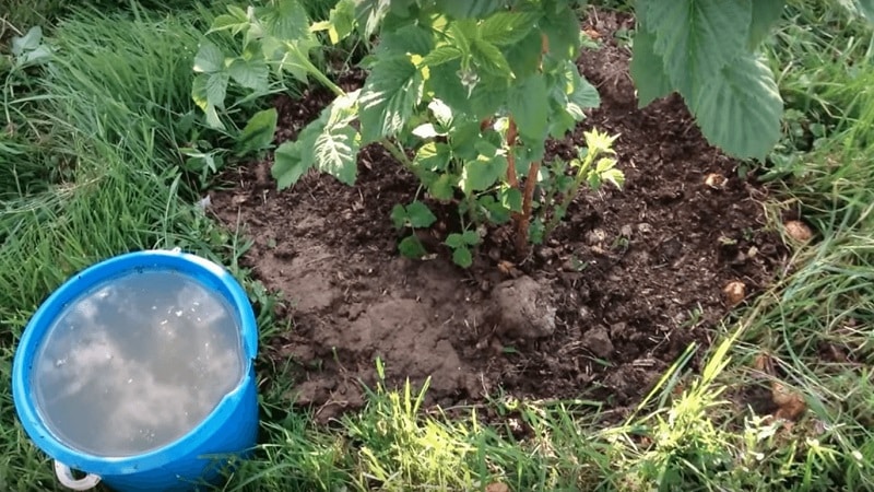 How and what to feed raspberries in the fall