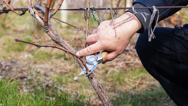 When and how to prune grapes correctly in the fall and care for them after the procedure