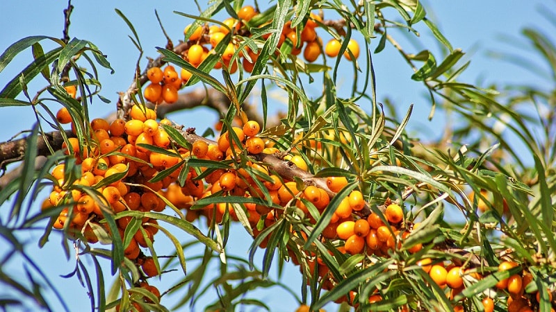 How to properly plant sea buckthorn in the fall and care for it after planting
