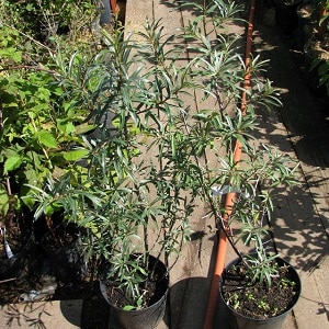How to properly plant sea buckthorn in the fall and care for it after planting