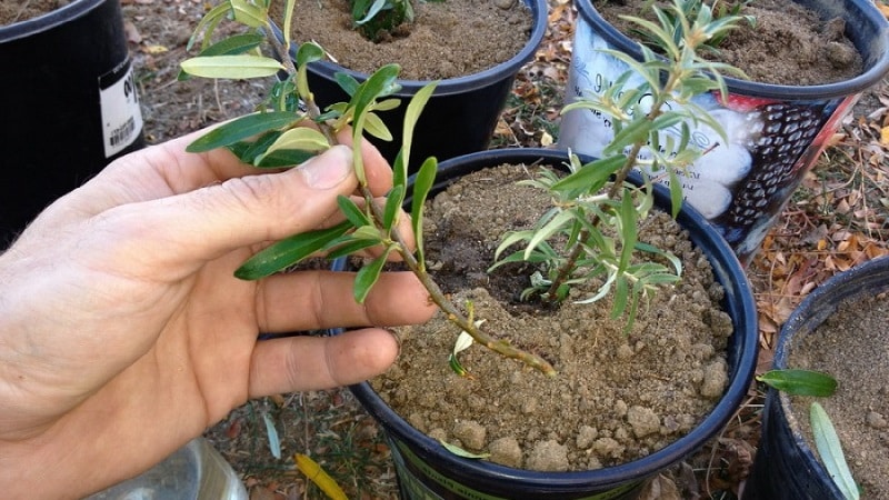 How to properly plant sea buckthorn in the fall and care for it after planting