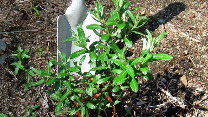 How to properly plant sea buckthorn in the fall and care for it after planting