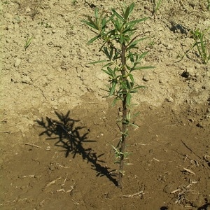 How to properly plant sea buckthorn in the fall and care for it after planting