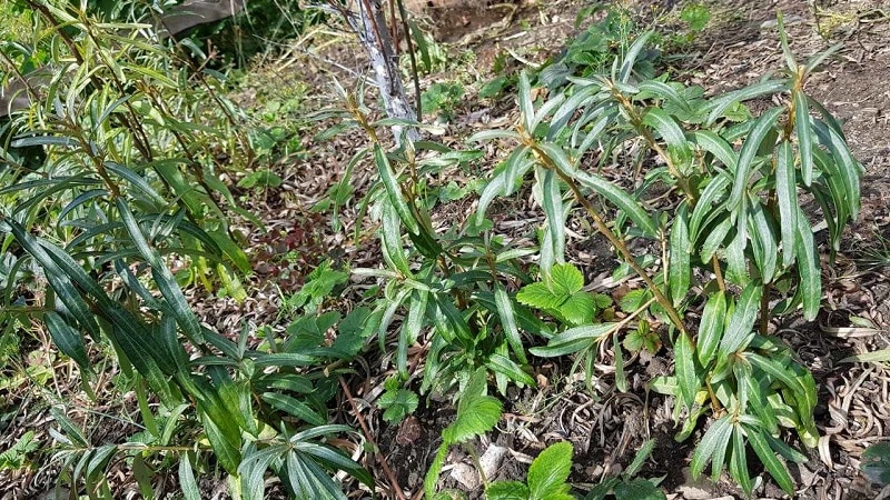 How to properly plant sea buckthorn in the fall and care for it after planting