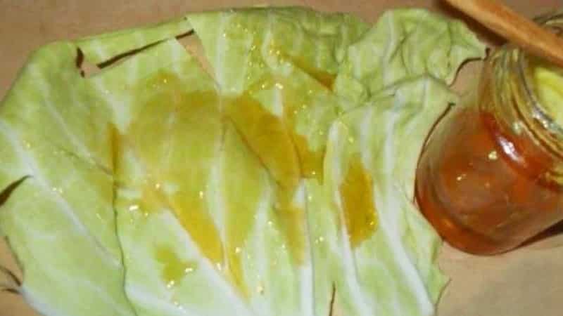 How to properly use cabbage with honey for coughs and how effective it is